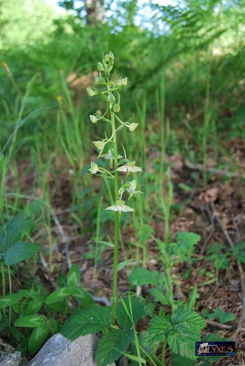 platanthera chlorantha.JPG